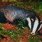 badger692