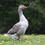oiseau