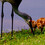 sandhill