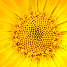 PKGPhotography