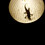 Gecko