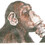 sediousmonkey