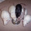 ratfan