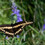 clan51