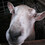 rustumlongpig