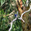 whippeteer