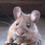 mousechops