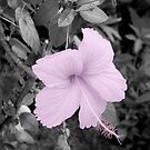 Pretty Pink by Melody Ricketts