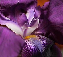 All Facets of Colour Lilac by karina5