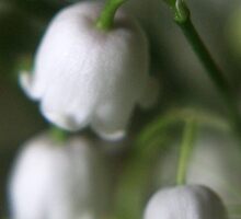 Lily of the valley in macro by Antanas
