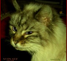 Nevada, 1993-2011 by Dayonda