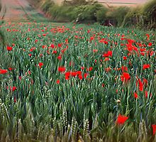 As The Wind Upon The Field by naturelover