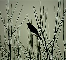 Songbird by jaeepathak