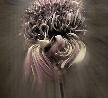 It's not what you look at that matters ... by Rosalie Dale