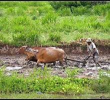 The Price of Rice by Janone