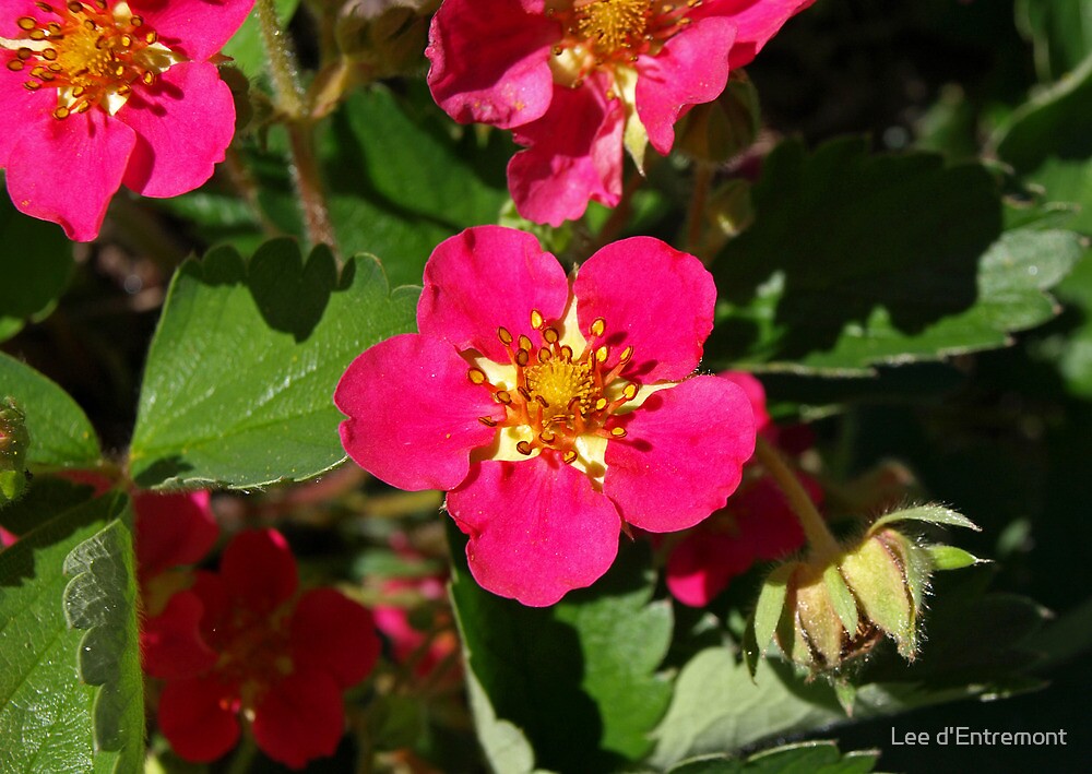 "Pink Strawberry Flower" by Lee d'Entremont | Redbubble