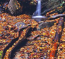 AUTUMN,NEWFOUND GAP ROAD by Chuck Wickham