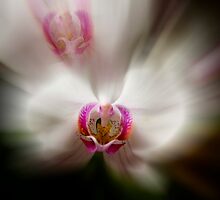 The Heart of the Orchid by Sue McLeod