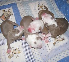 Precious Newborns by Ginny York