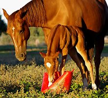sharing is caring... maybe... by Penny Kittel