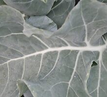 Okeechobee Farms - Broccoli Leaf by Eat Real Food