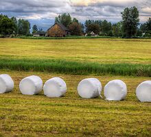 Marshmallows in the Field by Mari Wirta