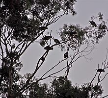 Ibis at night! Settling into a noisy, messy, horrid place for anyone to live work or play!! by fungifun