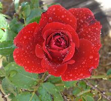 Red Rosey by BingoStar