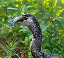Anhinga's Successful Swim by Joe Jennelle