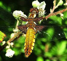 Broad-Bodied Chaser by Russell Couch