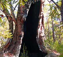 Gateway Tree II by savaggio