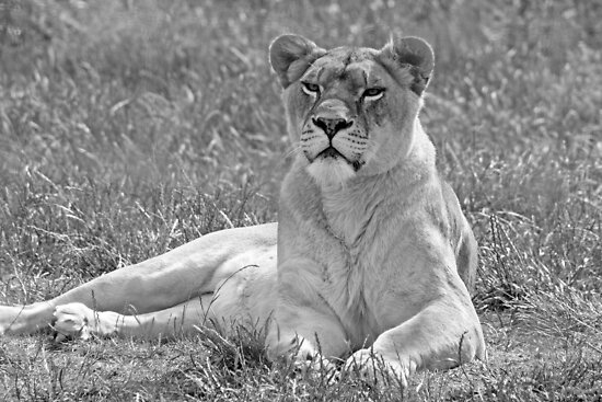 Lioness in black and white by Lioness in black and white by