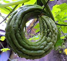 bitter "O" on the vine by mariatheresa