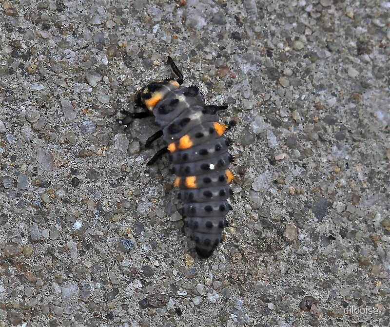 flying black bug with orange stripes
