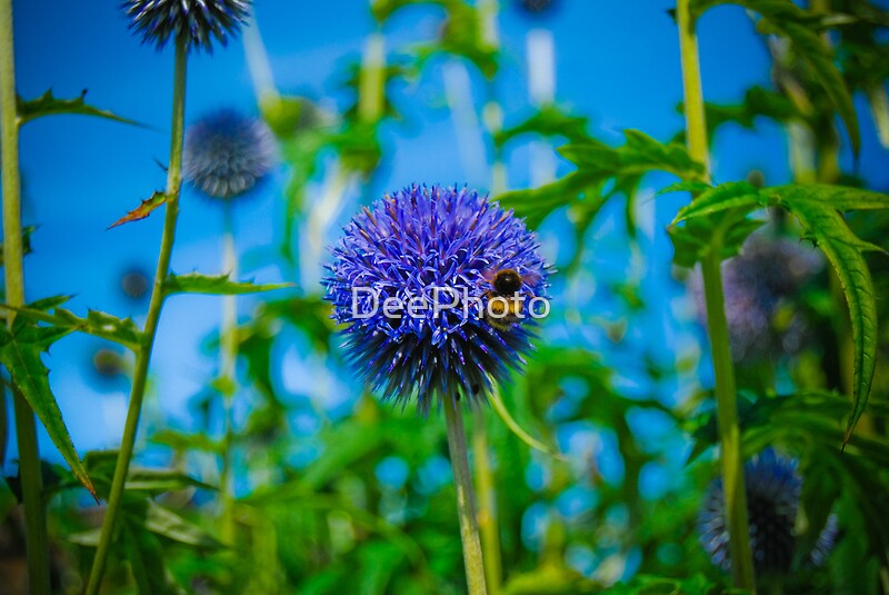 flowers that look like pom poms