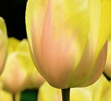A song of Love by DavidROMAN