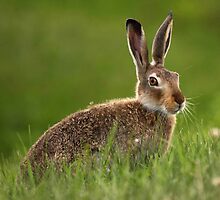 A Pause and a Jackrabbit by EchoNorth