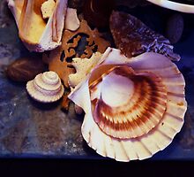shells and things by califpoppy1621