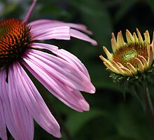 Age Difference by Rebecca Brann