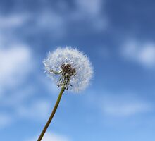 Wishful by Danika & Scott Bennett-McLeish