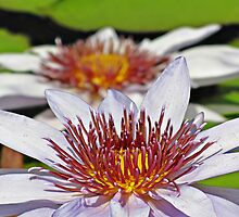Soak up the Sun by shutterbug2010