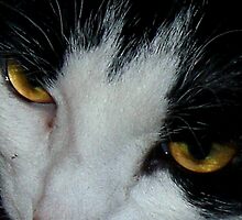 Sabrina's Eyes by Dayonda