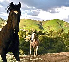 Black n White Tobiano Paint & Arab horse by Debra Thomas