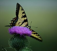 ~ Receiving Energy While Giving Beauty~ by MysticRaven