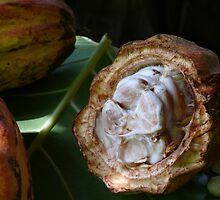 Inside the cocoa pod, Baracoa, Cuba by krista121