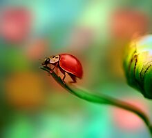 Life is Good by Brenda Burnett
