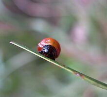 Developing Ladybug by Vanessa Barklay