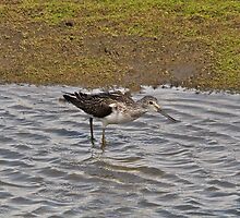 Knee Deep in Water by dilouise