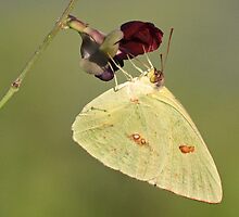 Large orange sulphur butterfly displaying its long tongue! by jozi1