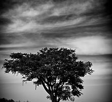 Solitary by Deepak Varghese